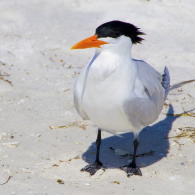 If Elvis Came Back as a Seagull